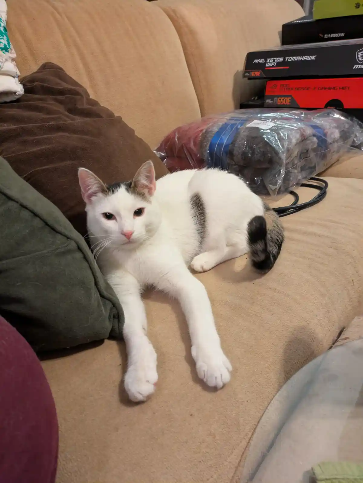 A white cat with black patches lounges on a beige couch, looking directly at the camera with a bored expression. Behind it…