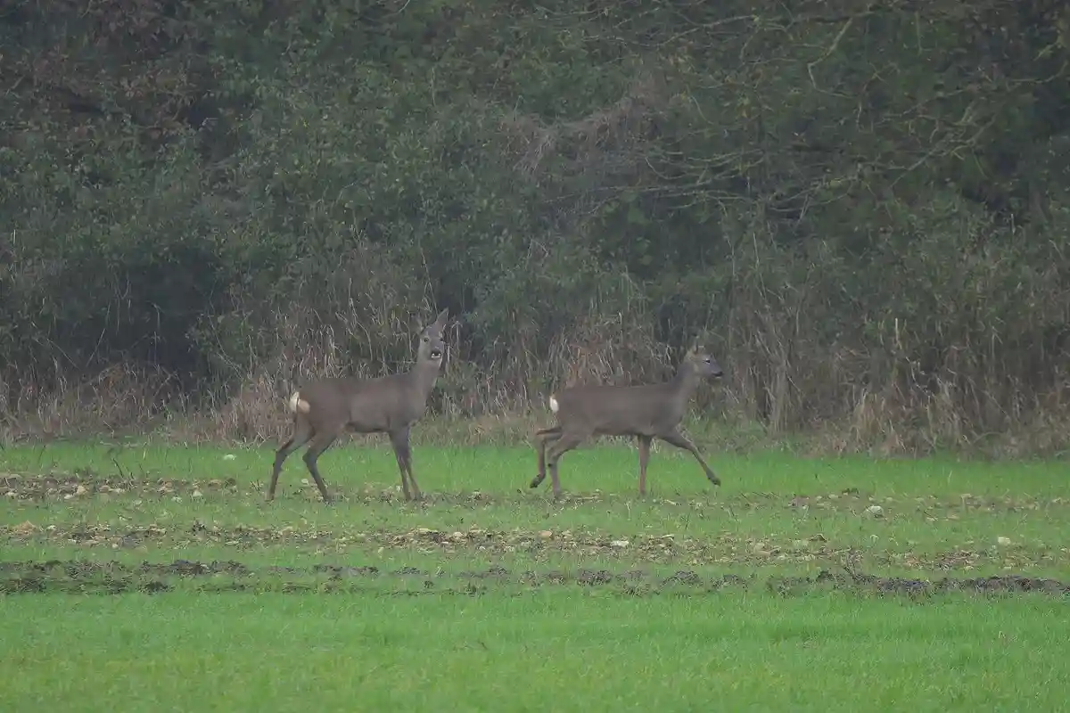 Two deer are walking across a green field with a wooded background; the deer on the left looks directly at the camera with a…