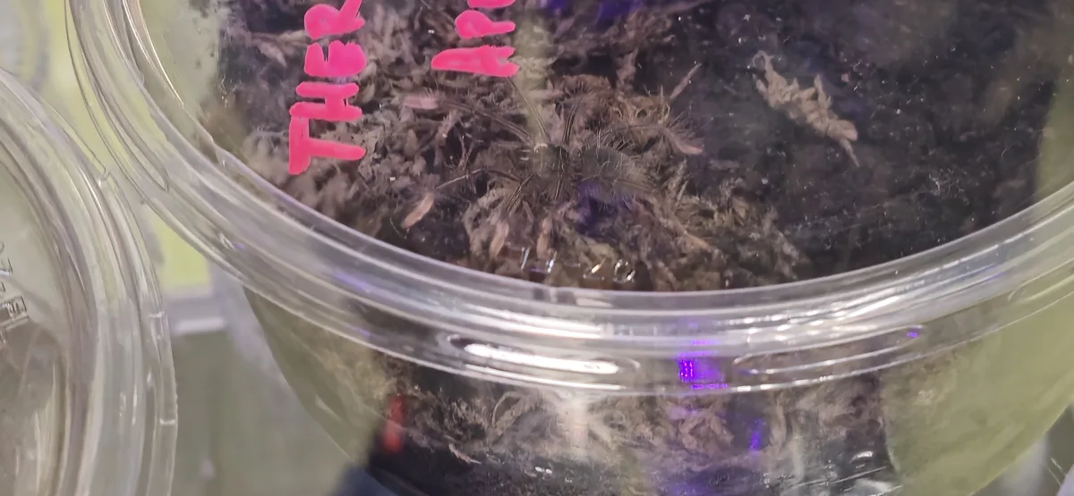 A close-up of a clear plastic container filled with dark, fibrous substrate, possibly soil or moss, with bright pink…