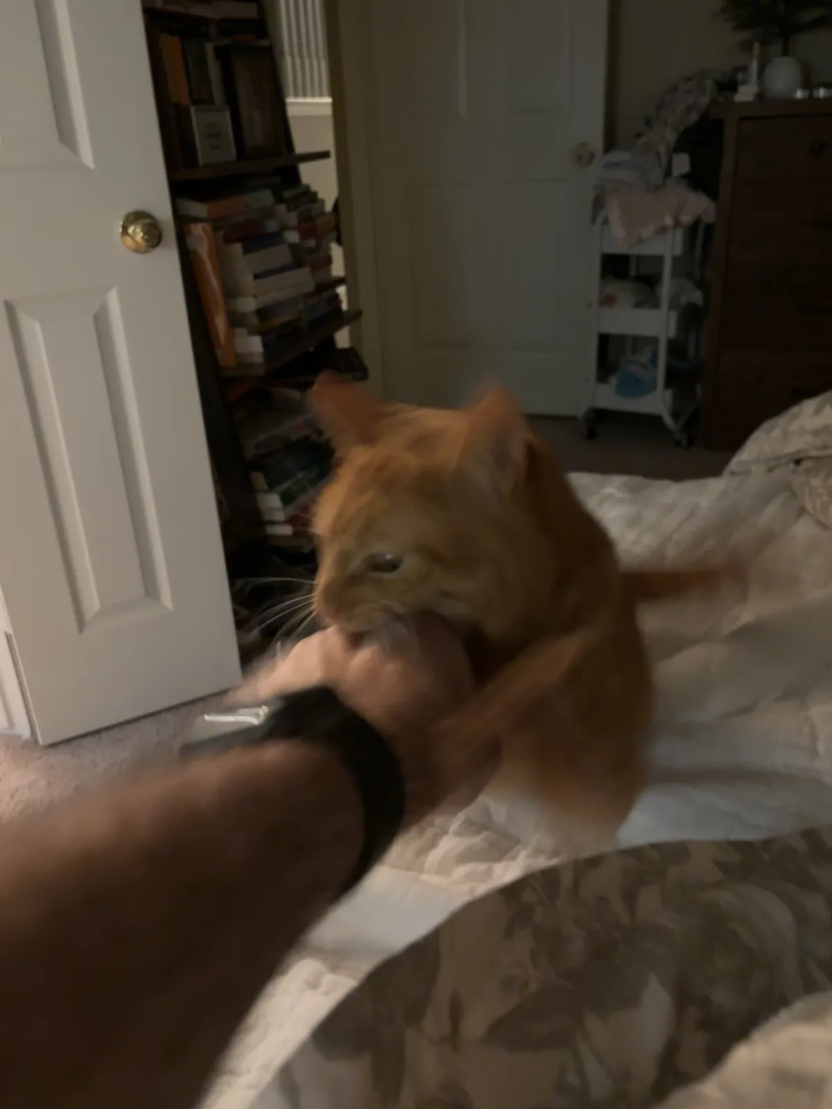 A blurry photo shows a ginger cat biting a person's hand while lying on a bed with floral-patterned sheets. In the…