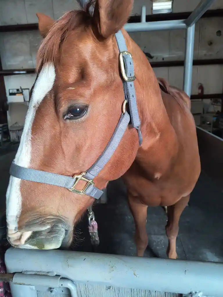 A close-up photo of a brown horse with a white blaze on its face, wearing a grey halter with brass hardware, standing in a…
