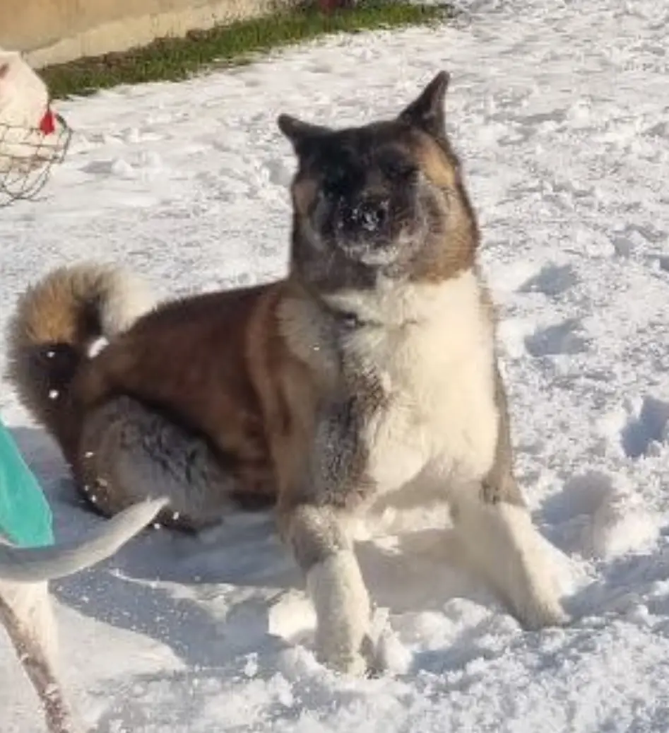A large, fluffy brown and white dog with snow on its face and paws sits in a snowy yard, looking directly at the camera. The…