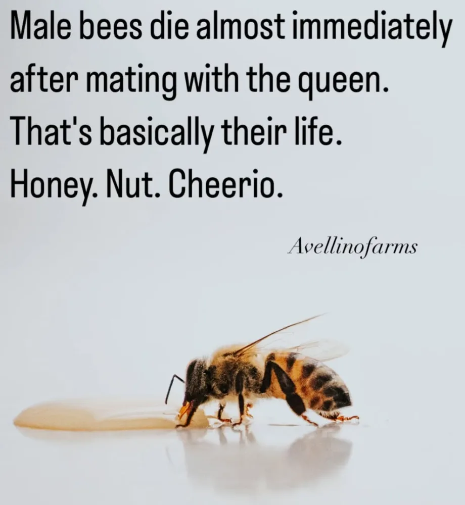 A close-up photo shows a male bee drinking honey from a puddle on a reflective white surface. Overlaid black text states…