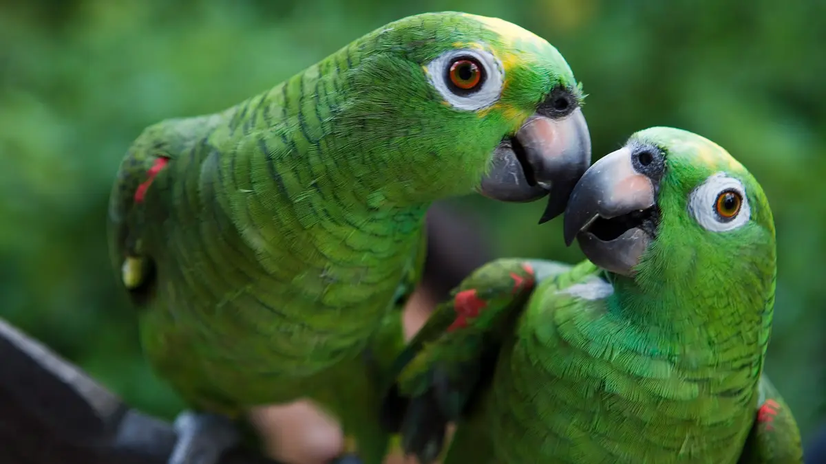 Two identical yellow-crowned Amazon parrots showcase their near-identical green plumage, but subtle differences in head…