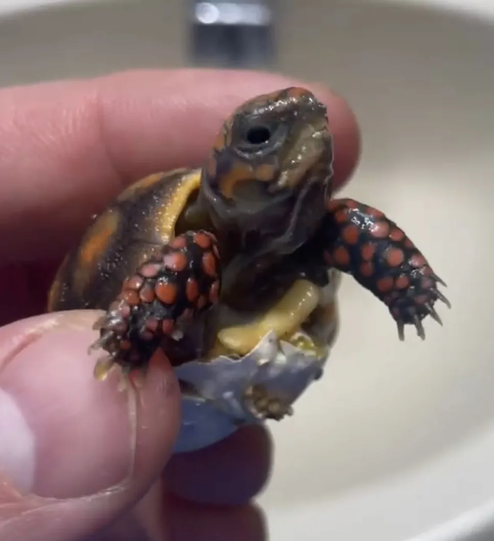 A tiny baby turtle with red-spotted limbs is being held by a person's fingers, emerging from a broken eggshell in a sink…
