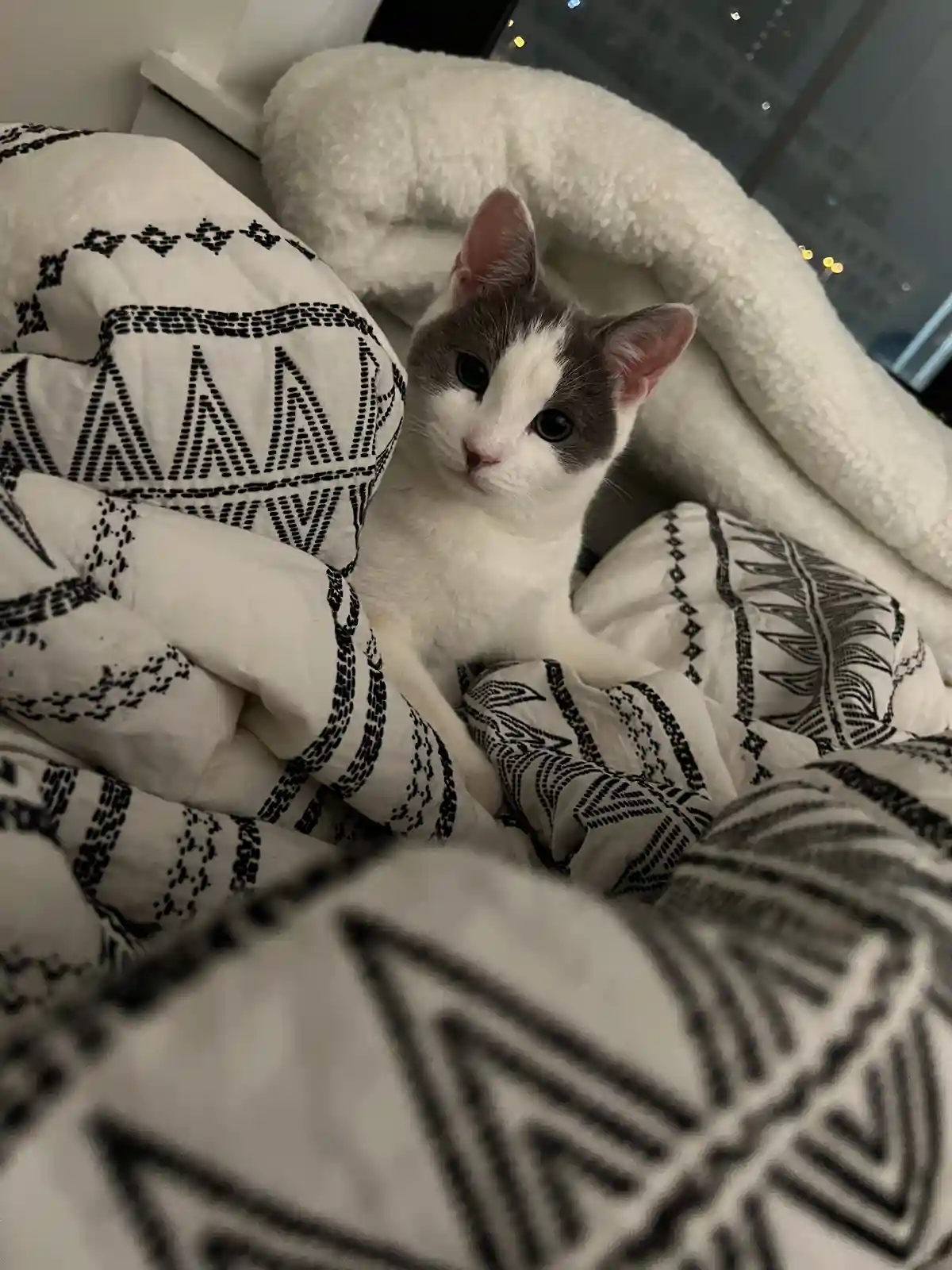 A white and gray cat with large dark eyes is peeking out from under a black and white patterned blanket, looking directly at…