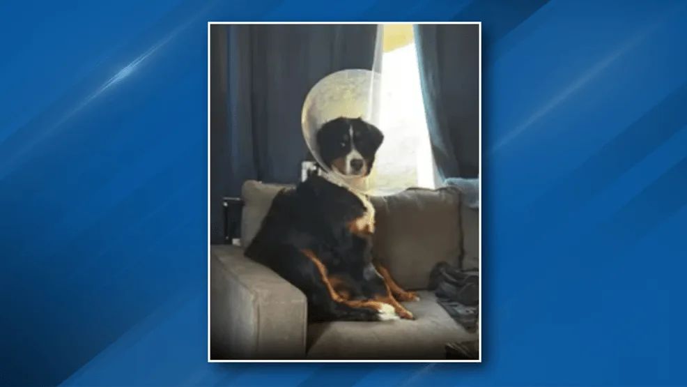 A large black, white, and tan dog wearing a clear plastic cone sits solemnly on a beige couch, looking directly at the…