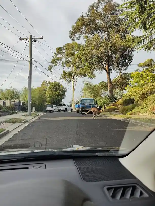 A kangaroo is mid-hop across a paved residential street, viewed from inside a car with the dashboard visible in the…