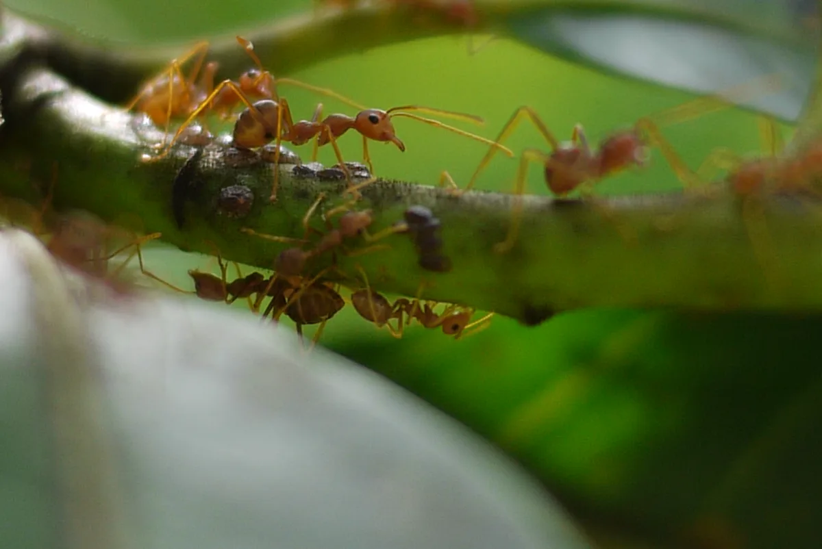 A close-up photo shows numerous small reddish-brown ants crawling on a green plant stem, with some ants appearing to carry…