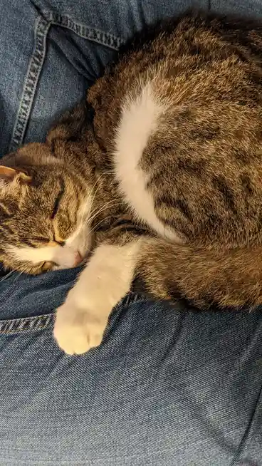 A brown and white tabby cat is curled up and sleeping soundly on a person's denim-clad lap, with one white paw resting near…