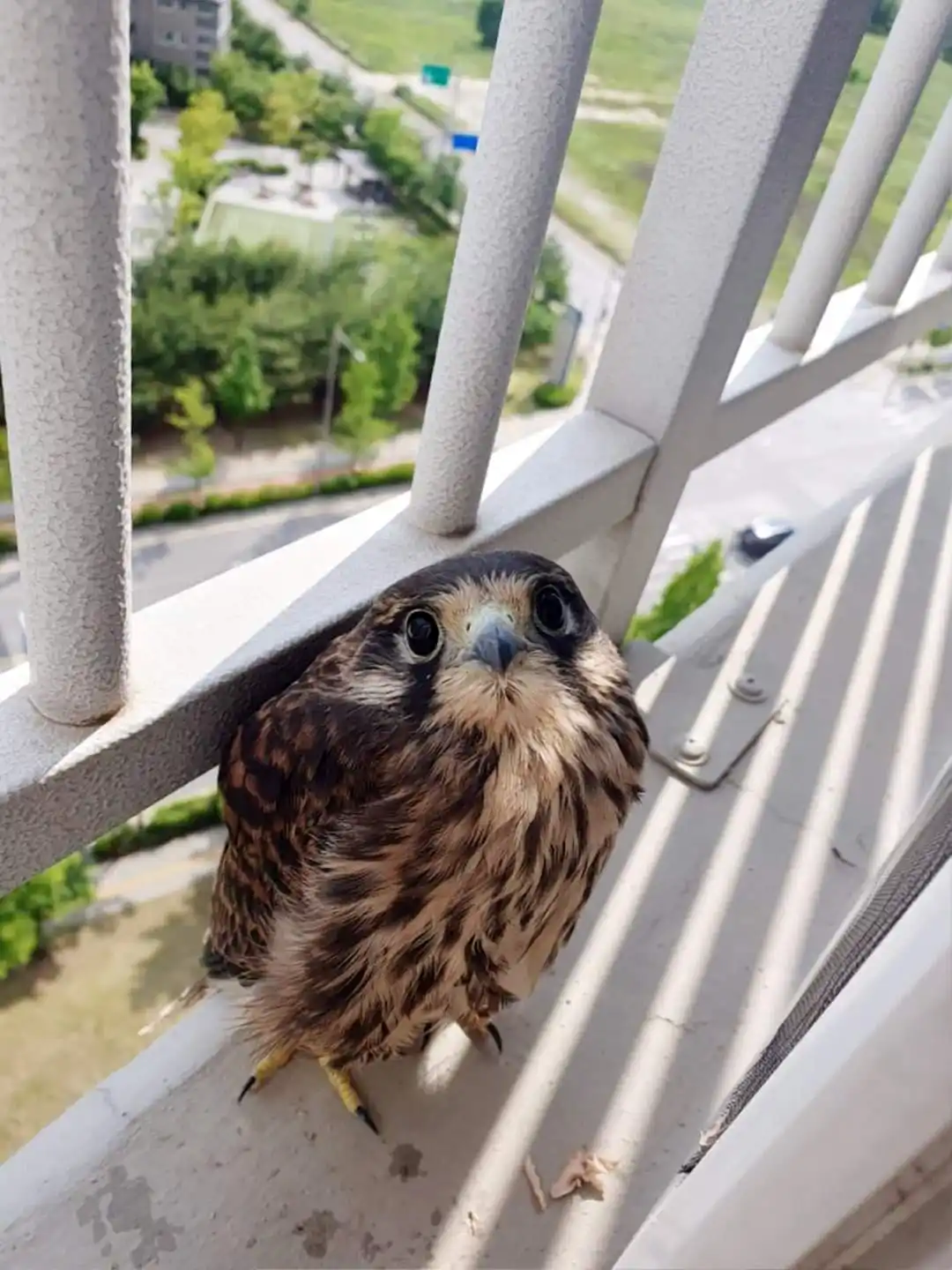 A small brown and white bird with large dark eyes perches on a white metal balcony railing, looking directly at the camera…