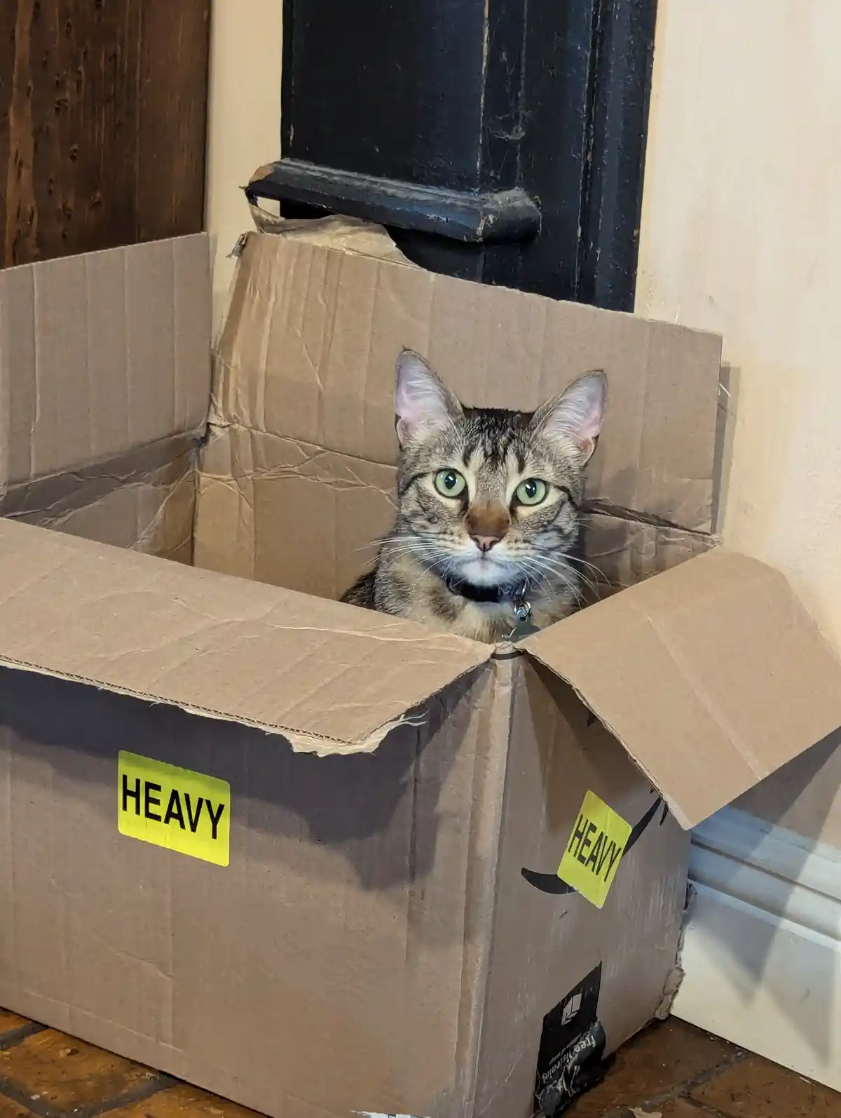 A tabby cat with green eyes sits inside an open cardboard box labeled 'HEAVY' on both sides, looking directly at the camera…