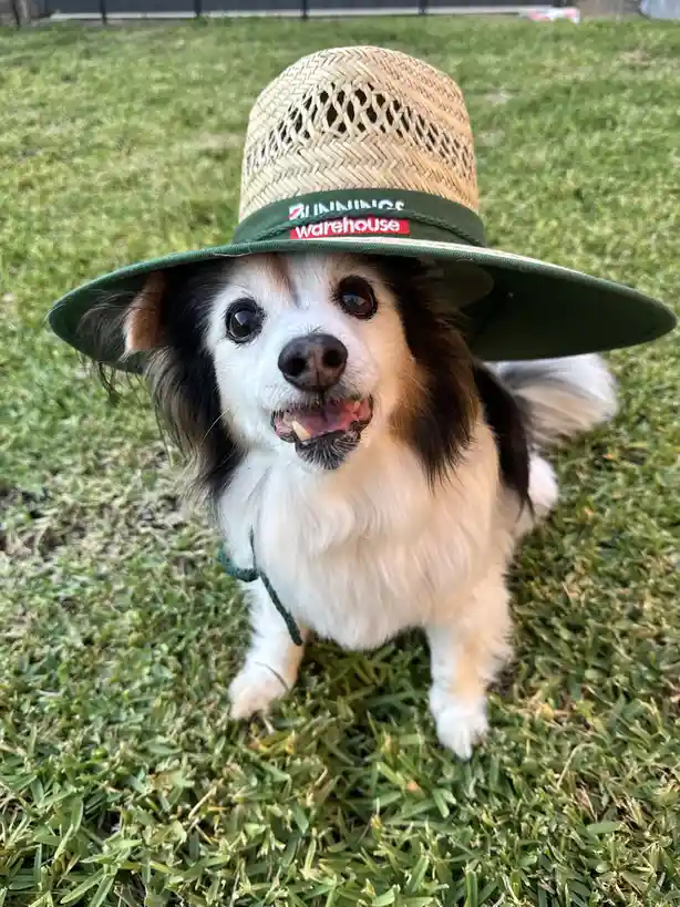 A small, fluffy dog with black, white, and tan fur sits on green grass, wearing a large, woven straw hat with a green band…