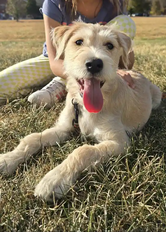 A light-colored, scruffy dog with its tongue out lies on grass, looking at the camera while a person sits behind it petting…