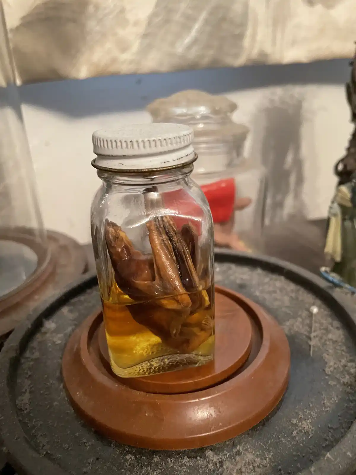 A small glass jar with a white metal lid sits on a brown circular coaster, containing a preserved bat submerged in…