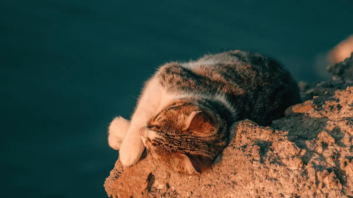 Warm orange hues dance across the rocky cliff, casting a gentle glow on the sleeping cat's soft fur. The feline's gentle…
