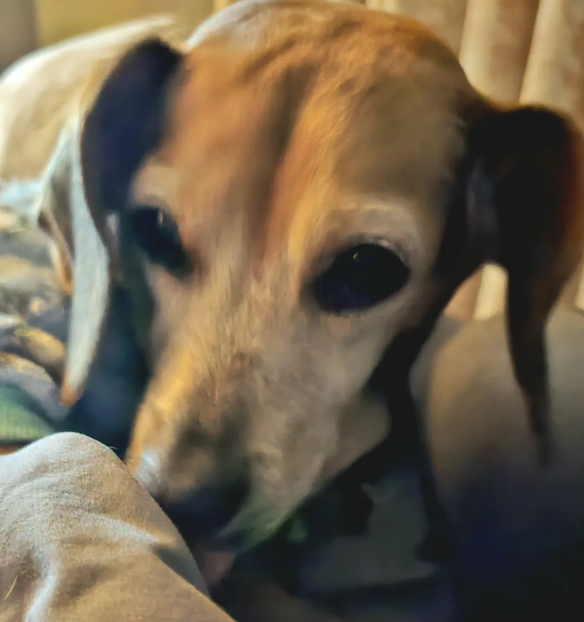 A blurry close-up photo of a brown and white dog with large, dark, soulful eyes looking directly at the camera, conveying a…