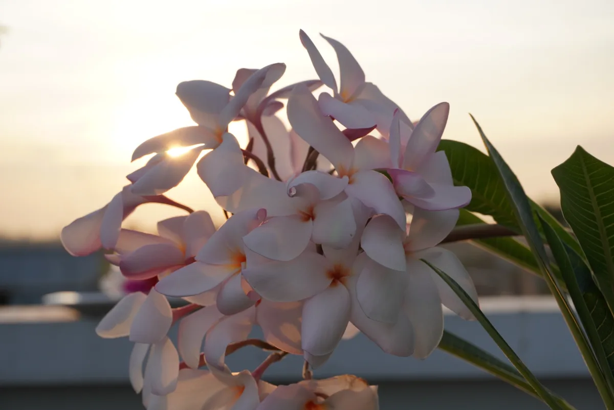 A close-up photo of pink and white frangipani flowers backlit by a setting sun, with the overlaid text 'i'm not crying…