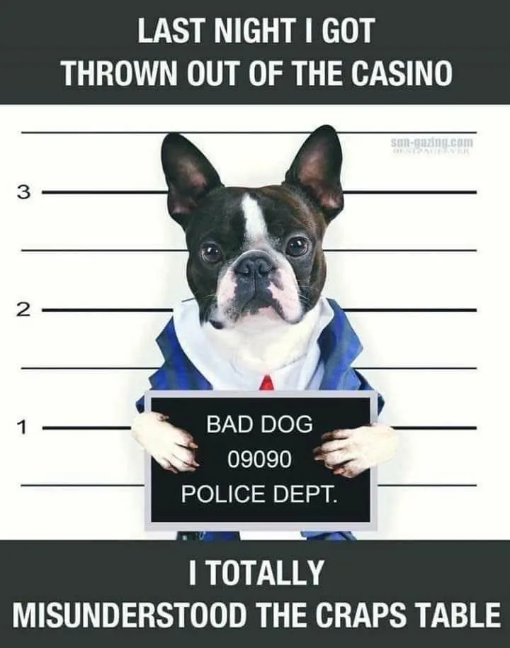 A black and white French bulldog is posed in a police mugshot, wearing a blue jacket and holding a sign that reads 'BAD DOG…