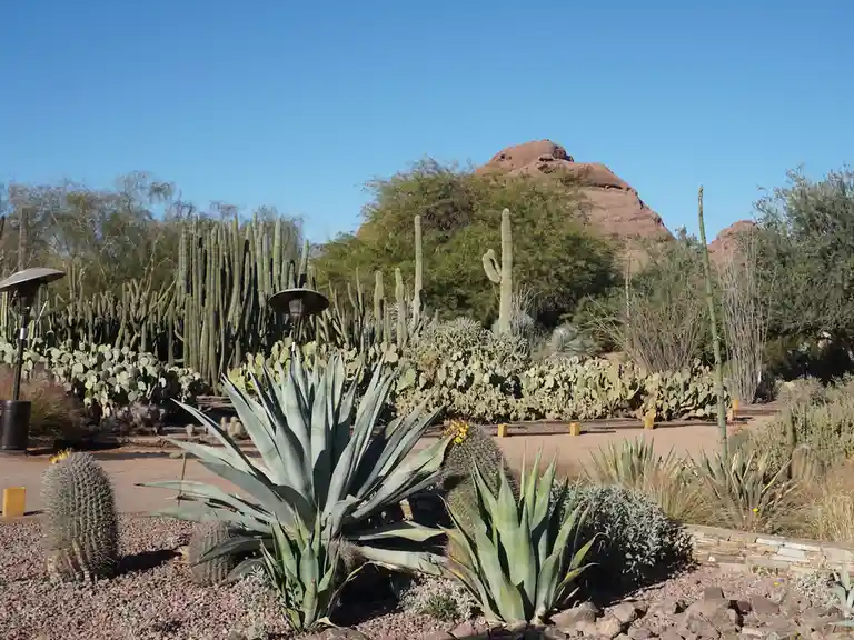 A sunny desert garden filled with various cacti and succulents, including tall saguaro cacti, agave plants, and prickly pear…