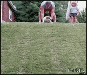 A sequence of six frames shows a red and white bulldog being pushed down a grassy slope by a person, then rolling and lying…