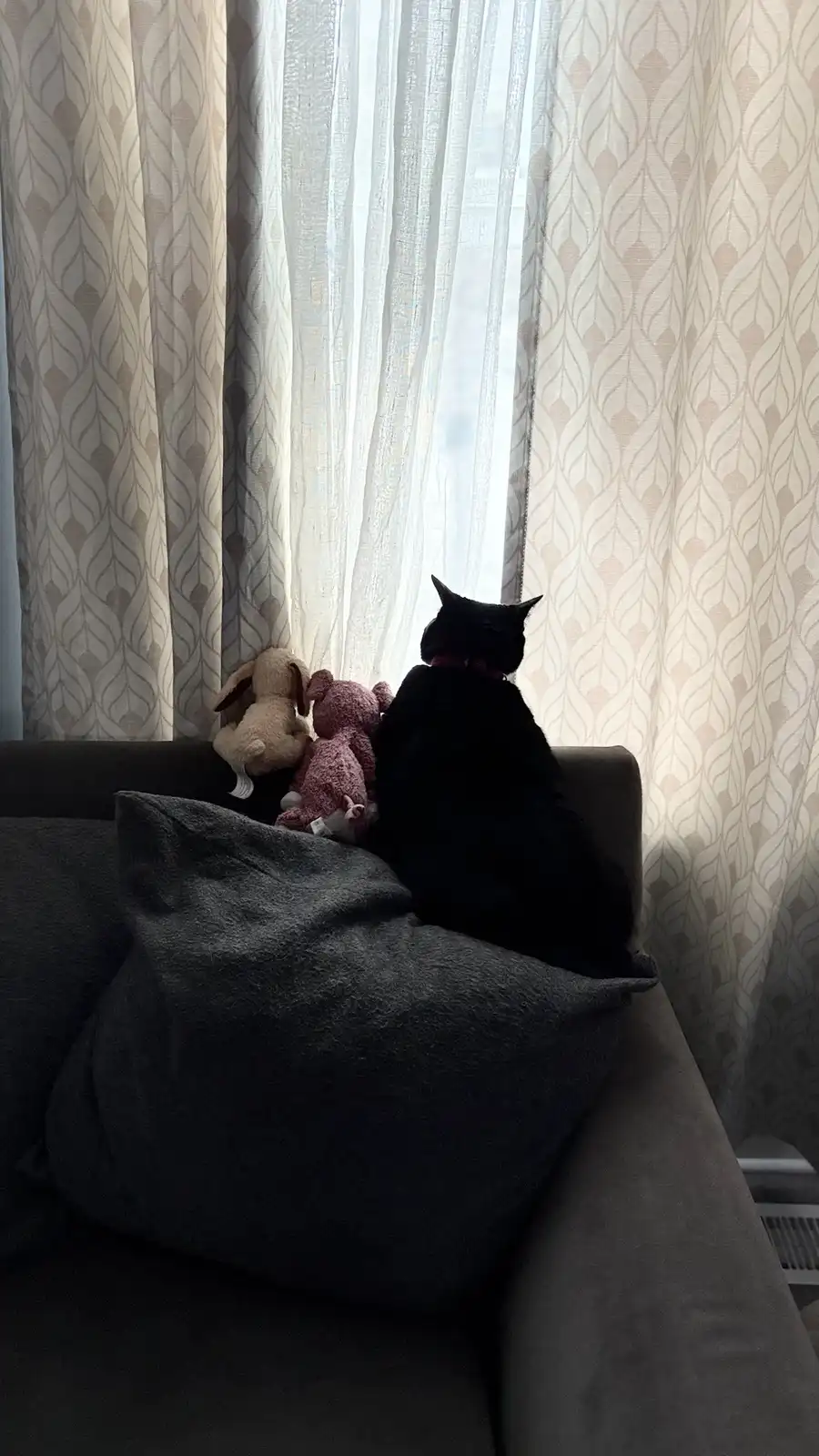 Sushi gazes outside with her plush companions.