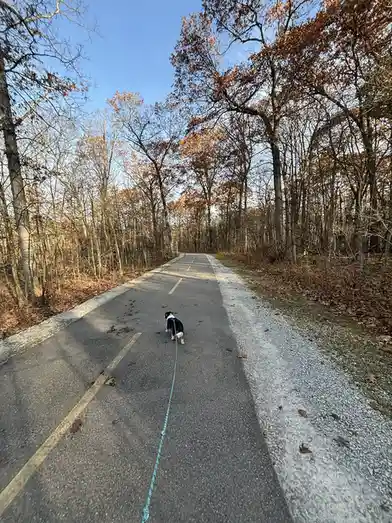 A small black and white dog walks away on a paved trail through a forest with autumn leaves, pulling a long blue leash that…