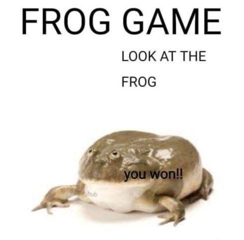 A close-up photo of a plump, brownish-green African bullfrog with a white underbelly, sitting on a plain white background…
