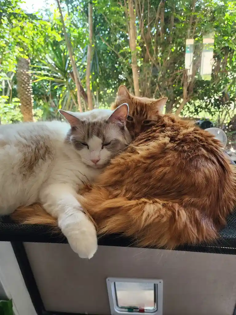 Two cats are cuddling on a cat-friendly window perch; one is white with grey markings and asleep, the other is a fluffy…