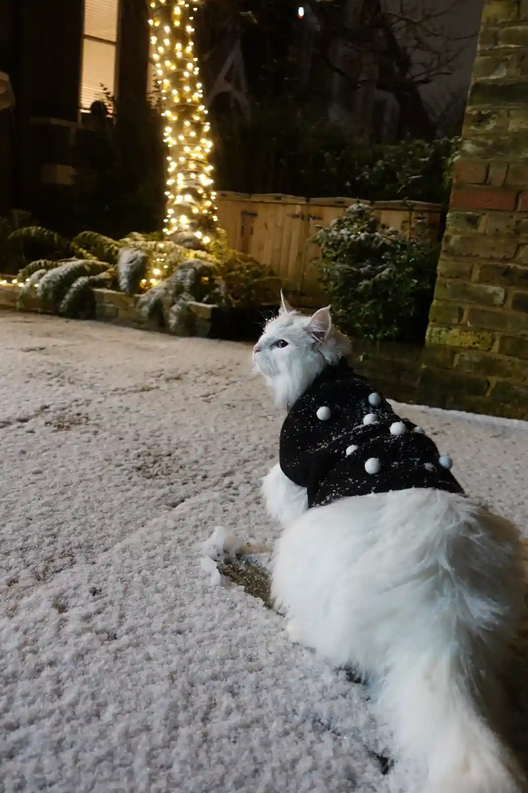 A fluffy white cat wearing a black sweater with white pom-poms sits in the snow at night, looking off to the side. Behind…