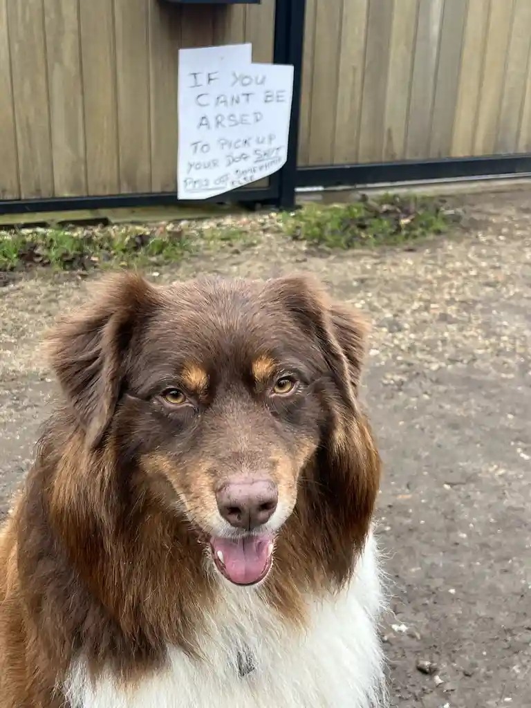 A brown and white dog with floppy ears and a pink tongue sticks out its tongue while looking at the camera. Behind it, a…