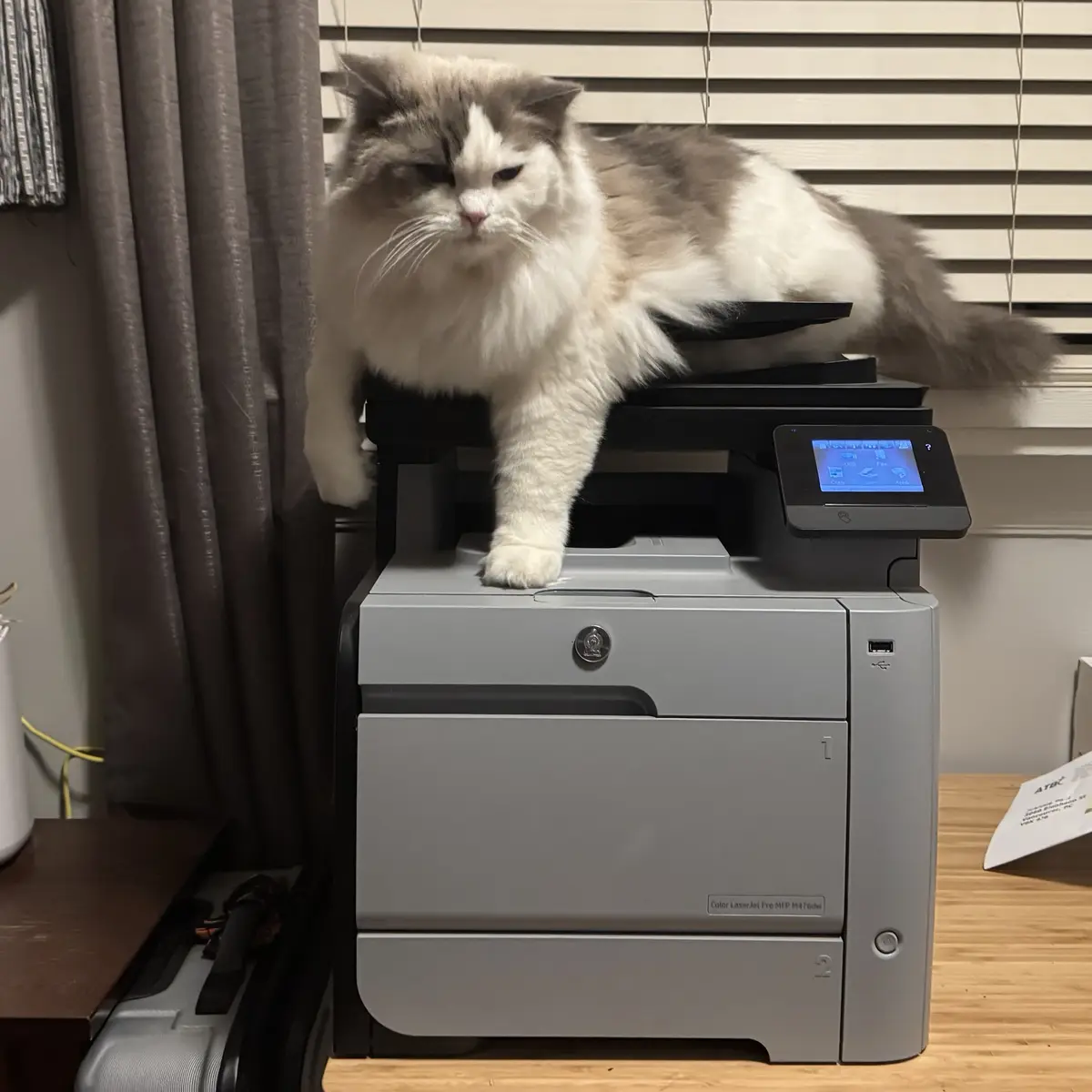 A fluffy, long-haired cat with a grumpy expression is lounging atop a gray HP Color LaserJet Pro MFP M476dw printer. The…