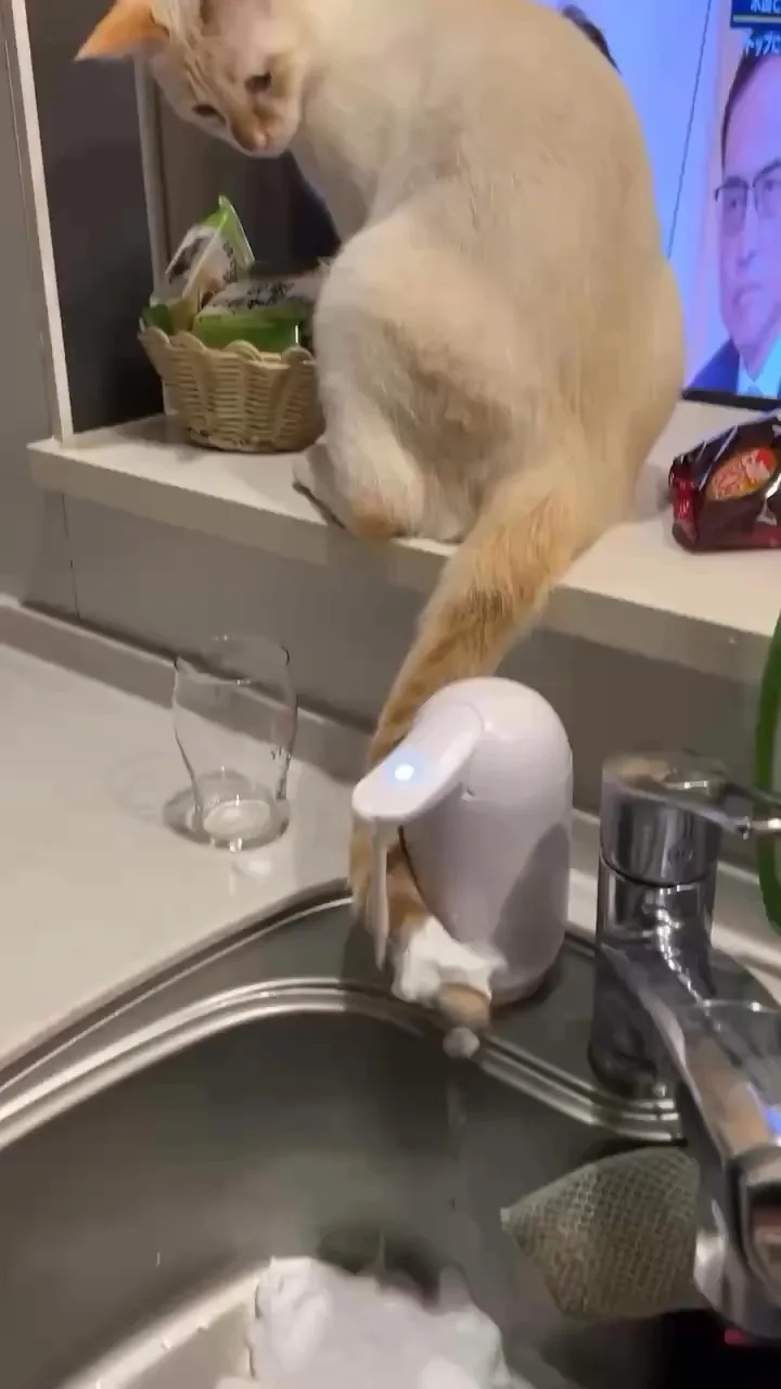 A light orange cat is perched on a white countertop, leaning over a kitchen sink and pressing its paw onto a white automatic…