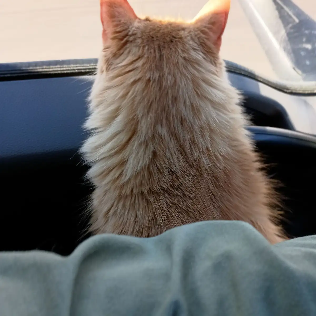 A fluffy ginger cat sits in the passenger seat of a car, viewed from behind, with sunlight hitting its ears. The cat's back…