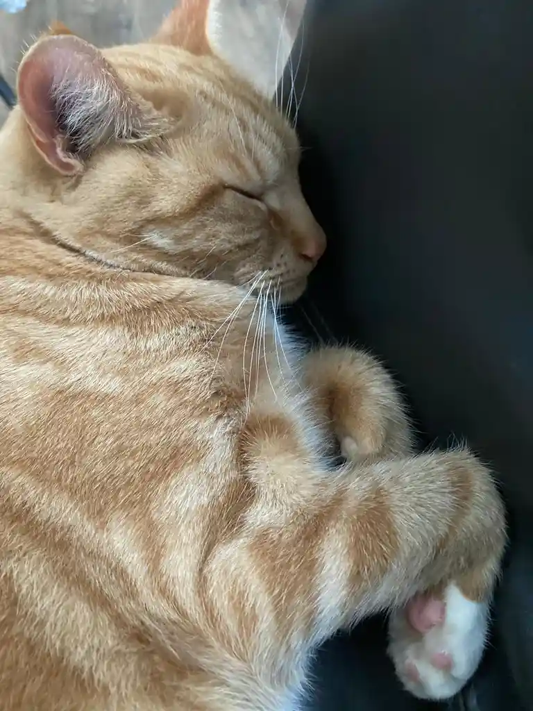 a close-up of a ginger tabby cat sleeping peacefully with its eyes closed and paws curled up, resting against a dark…