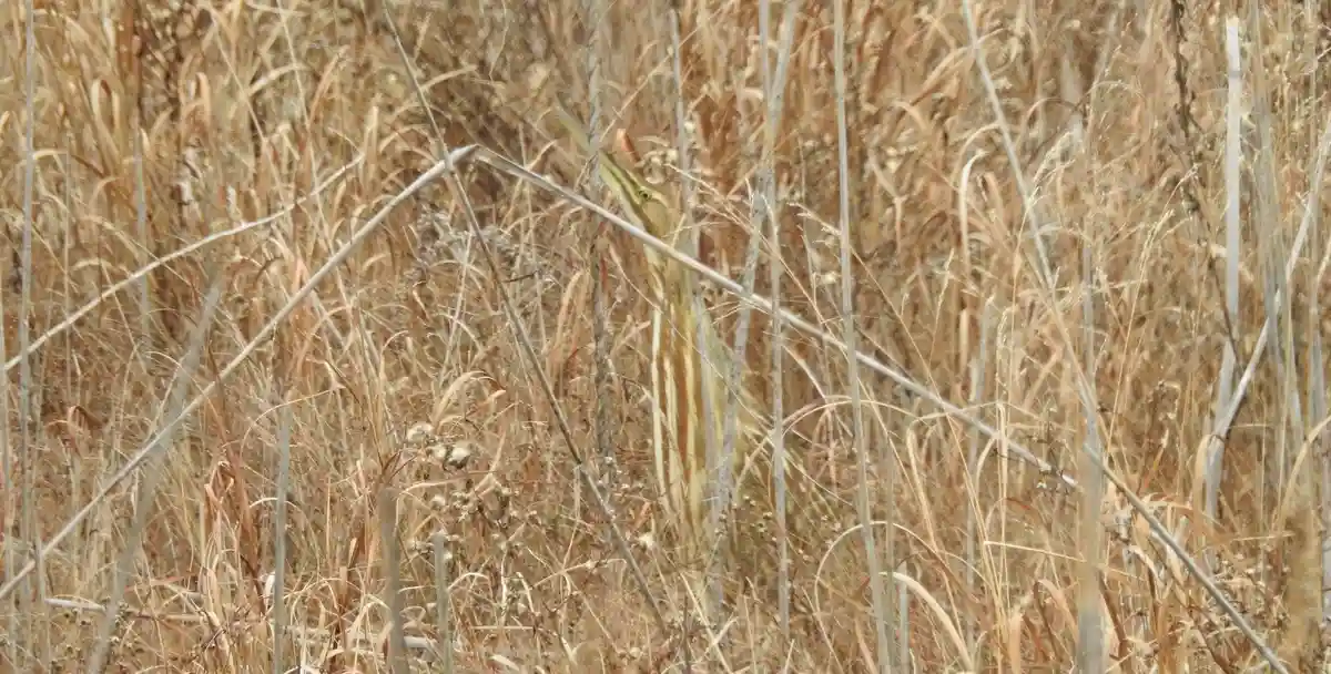 A bird with brown and beige striped plumage is partially hidden among tall, dry, brown reeds and grasses, its head and neck…