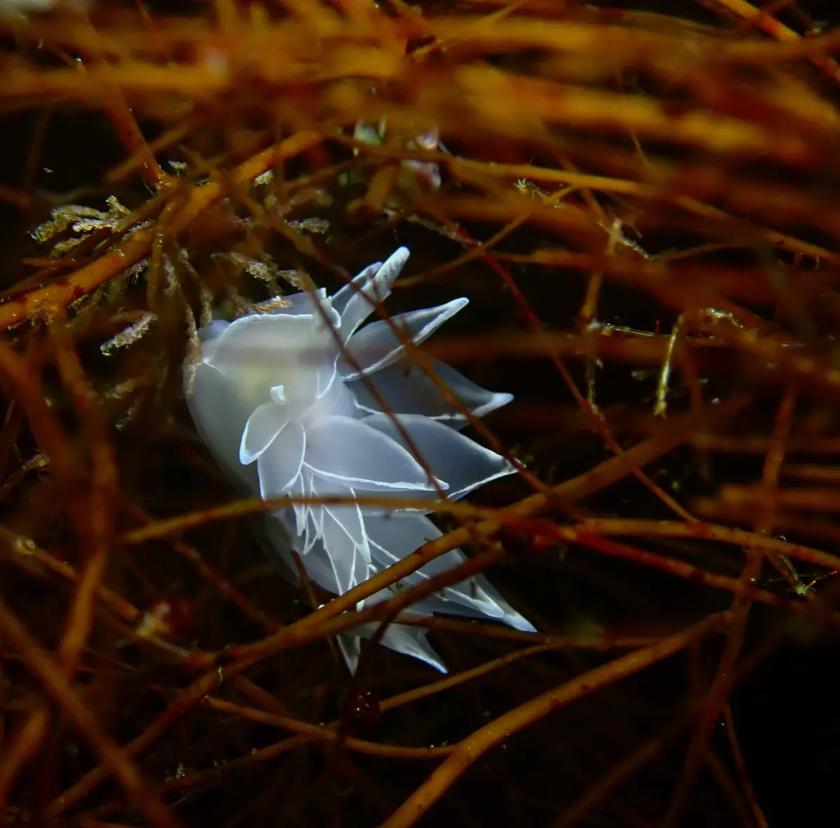 A translucent white sea slug with delicate, leaf-like appendages is nestled among tangled brown seaweed or kelp in dark…