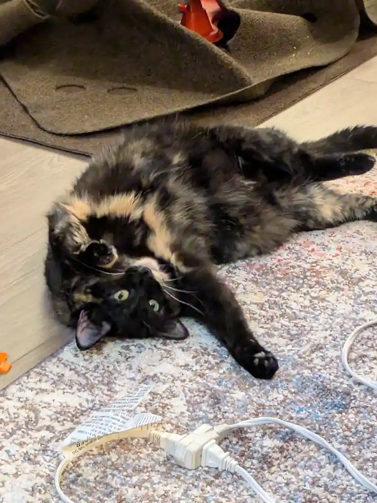A tortoiseshell cat lies on its back on a patterned rug, looking up with wide eyes, next to a white power cord with a…