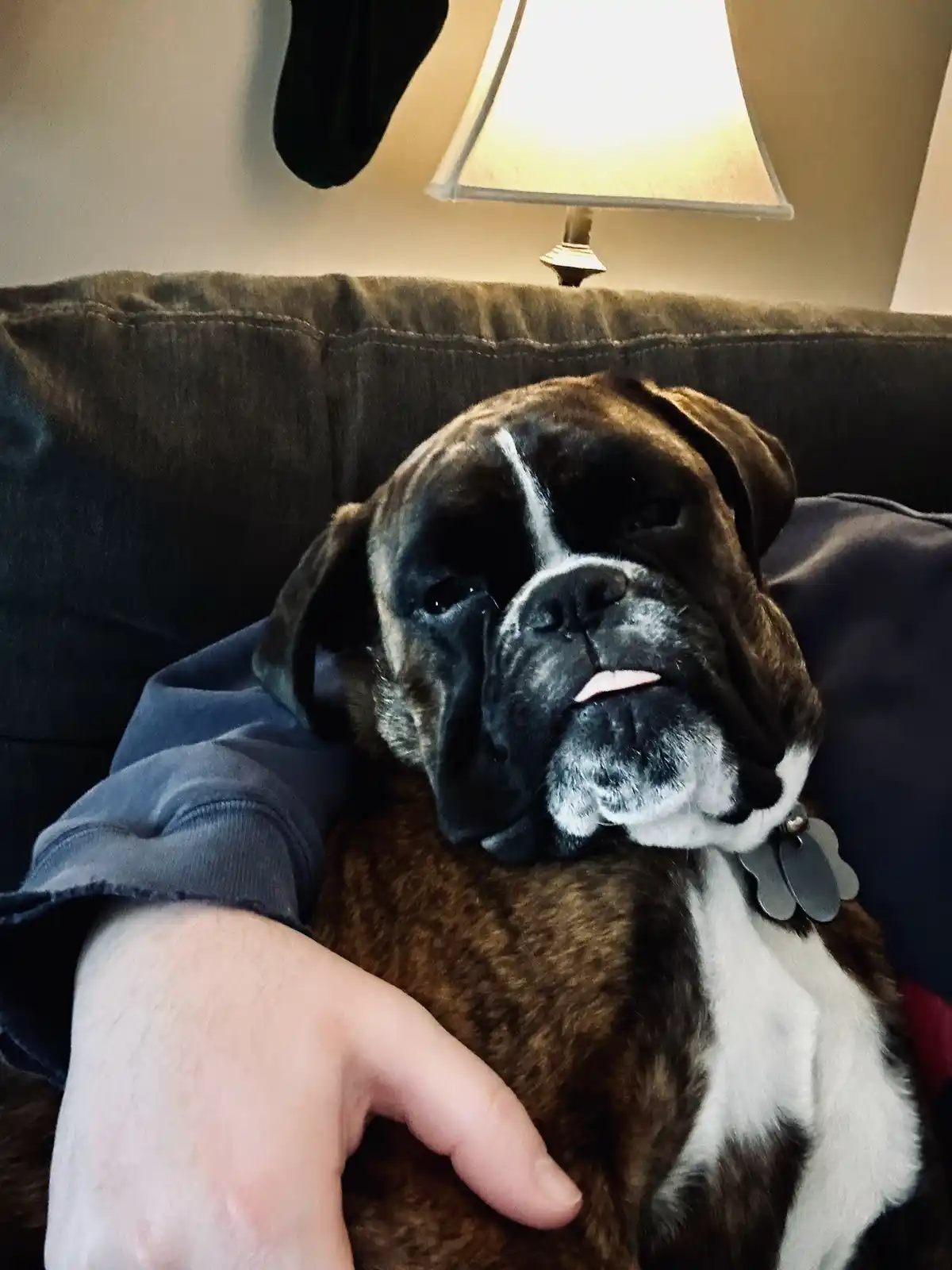 A brindle and white boxer dog is resting its head on a person's arm while lounging on a dark couch, its eyes half-closed and…