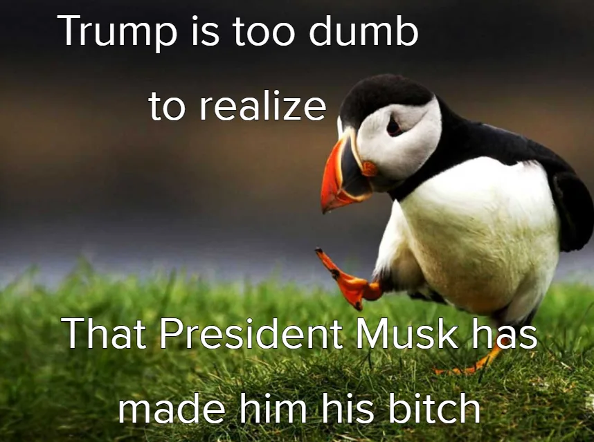 A photograph of a puffin standing on green grass, looking down at its own foot with a confused or oblivious expression…
