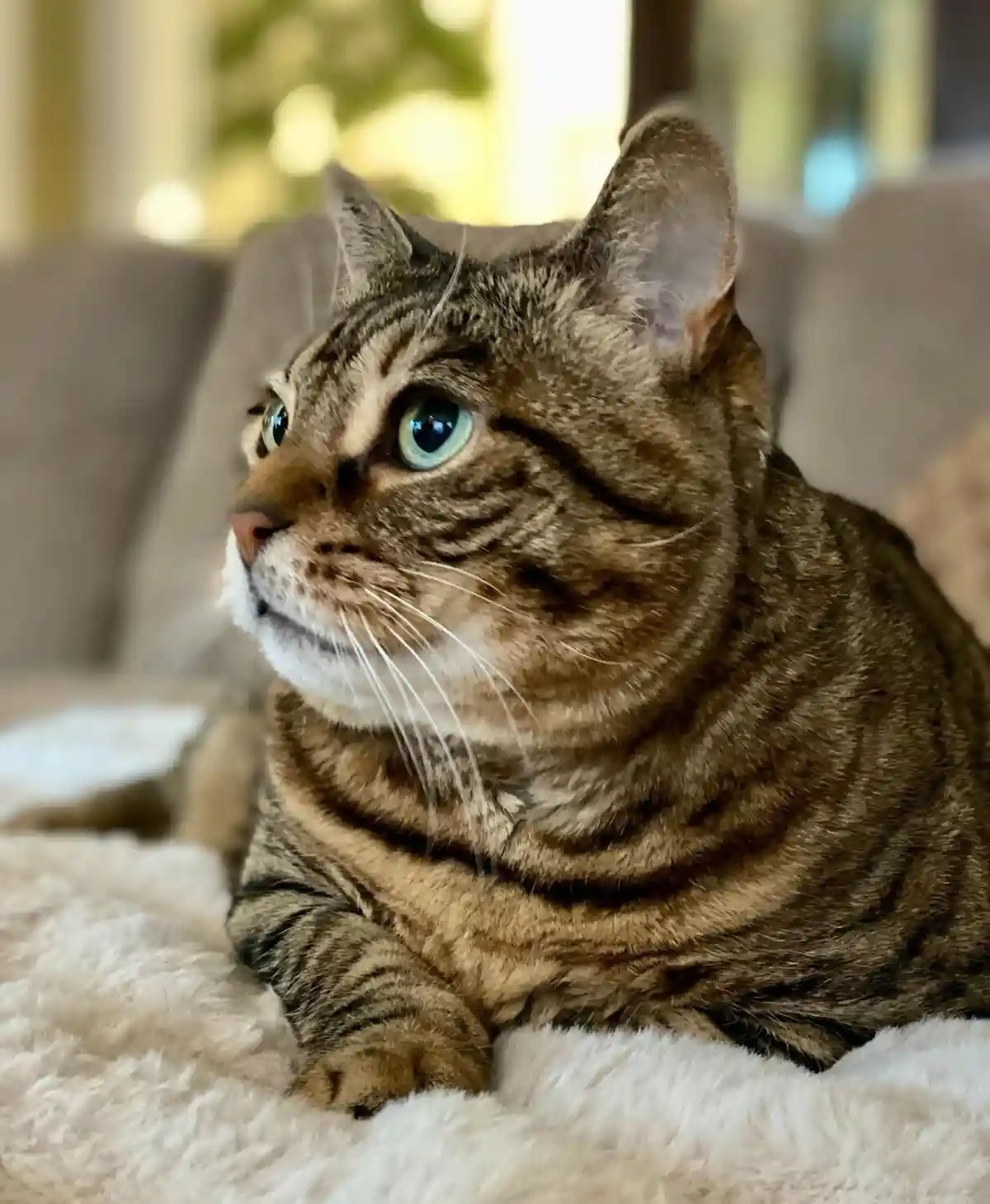 A close-up photo of a tabby cat with striking green eyes, lying on a fluffy white blanket on a couch. The cat is looking off…