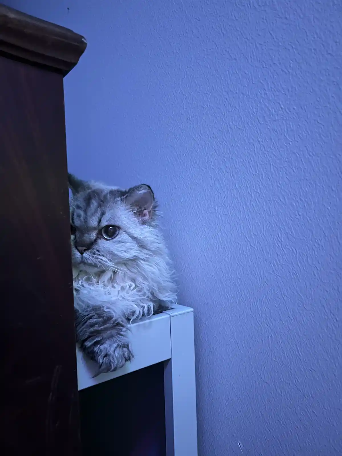 A fluffy, silver tabby cat with large eyes peeks out from behind a dark wooden piece of furniture, perched atop a white…