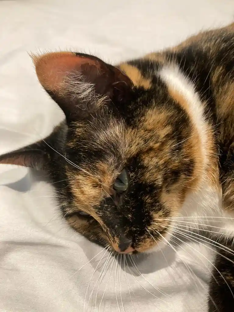A close-up photo of a calico cat lying on a white surface, looking sleepy with one eye half-closed. The cat has black…