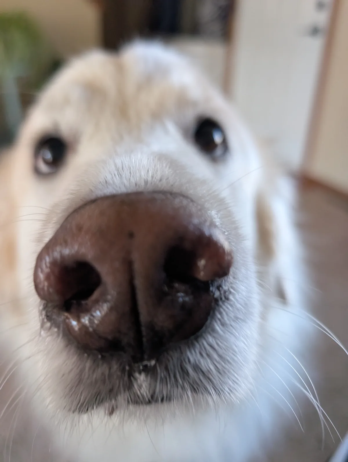 A close-up photo of a light-colored dog's face, with its nose and whiskers filling the frame, looking directly at the…