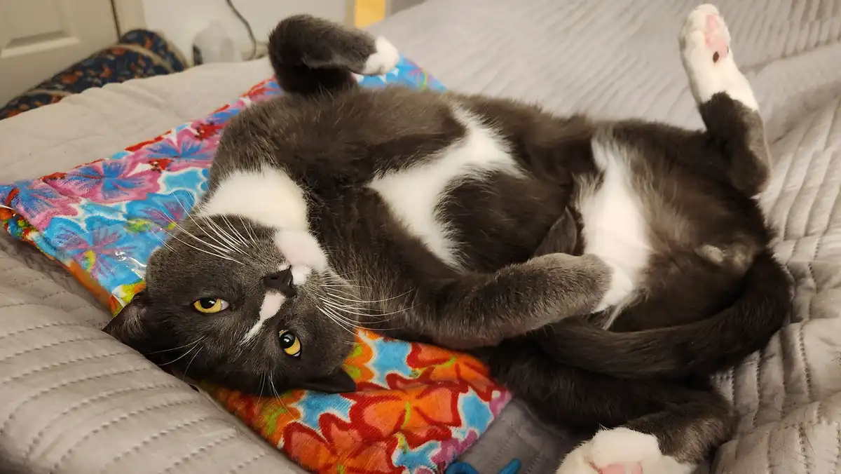 A gray and white cat lies on its back on a bed, paws in the air, looking relaxed and slightly smug. It rests on a colorful…