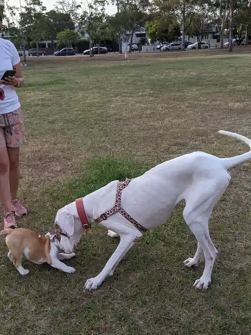 A large white dog wearing a leopard-print harness is leaning over and sniffing or nuzzling a small brown and white puppy on…