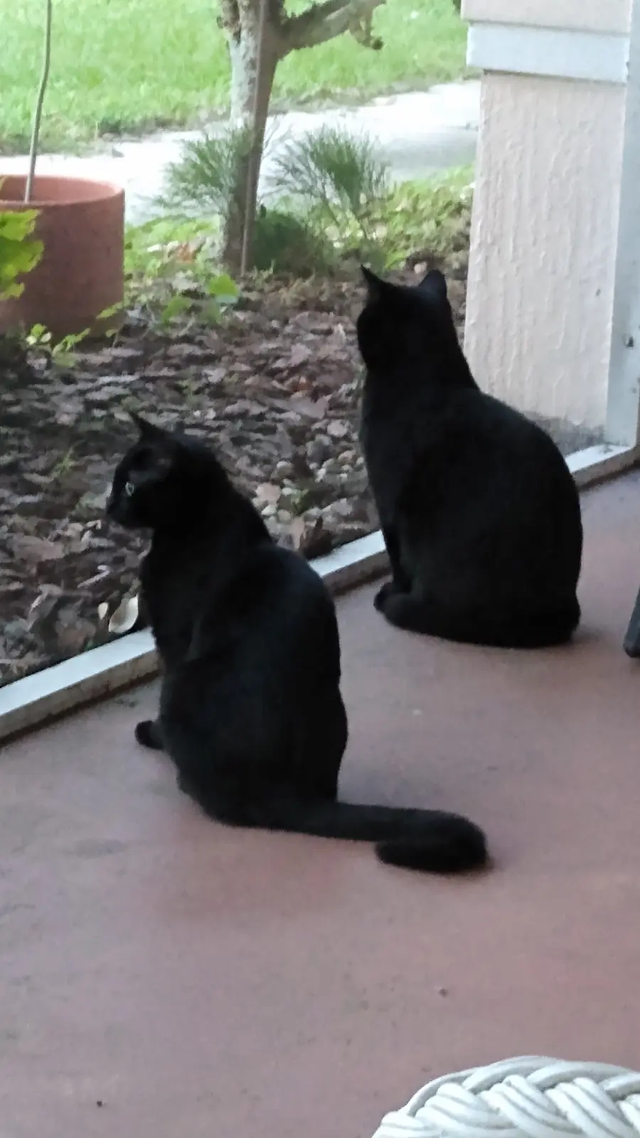 Two black cats are sitting side-by-side on a porch, facing away from the camera and looking out at a yard with green grass…