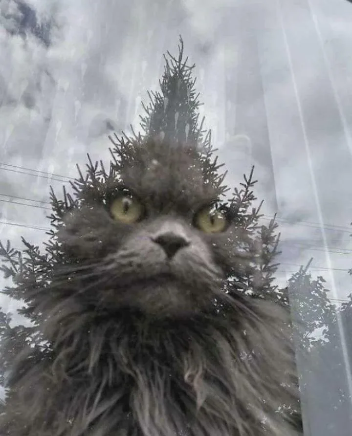 A Curious Cat Gazing Out the Window