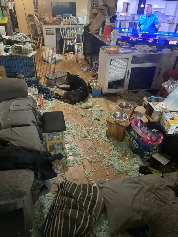 A messy living room is covered in shredded blue-green carpet padding, with two black dogs lying calmly amidst the debris…