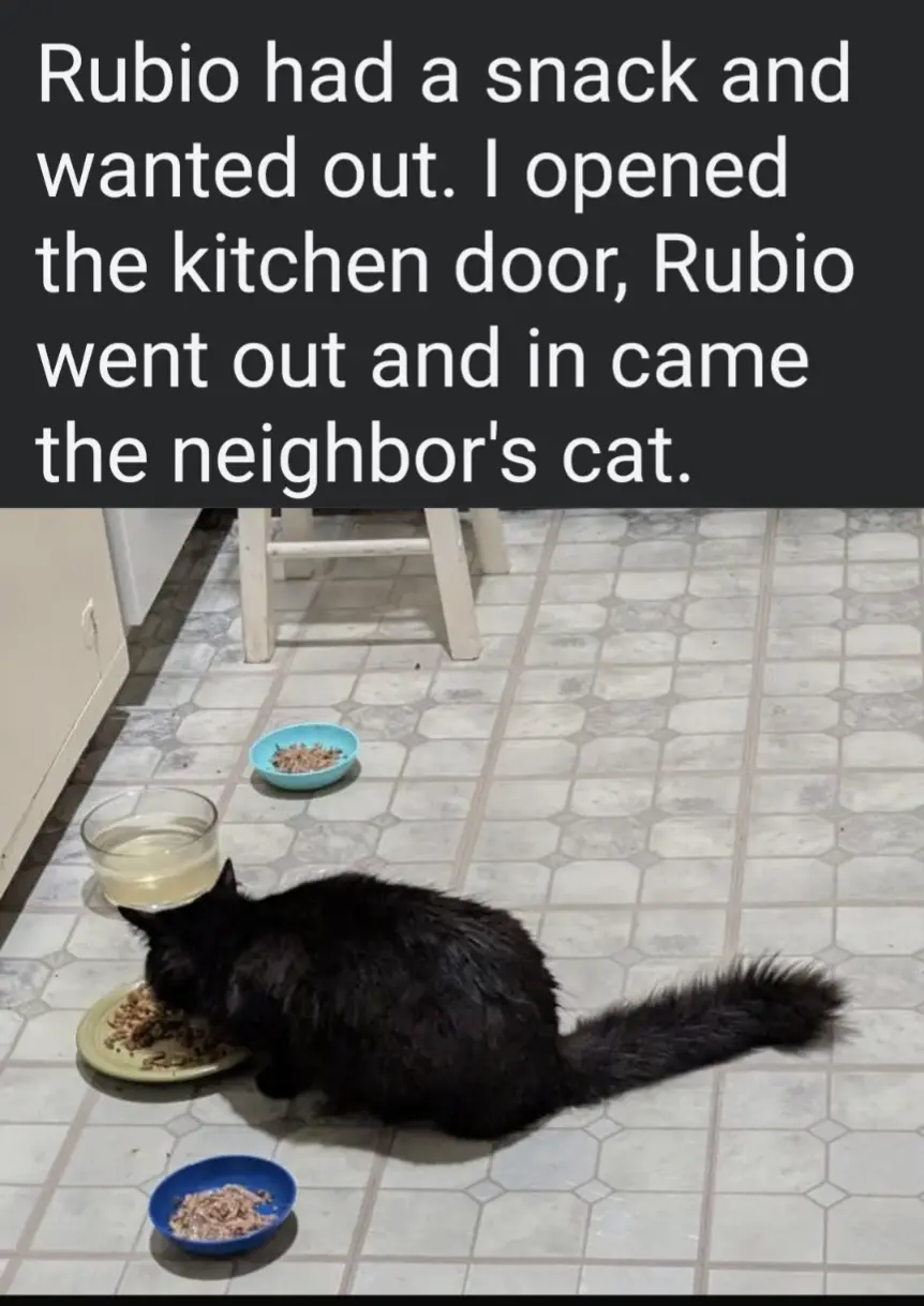 A black cat is eating from a plate on a tiled kitchen floor, surrounded by several other empty and partially filled pet food…
